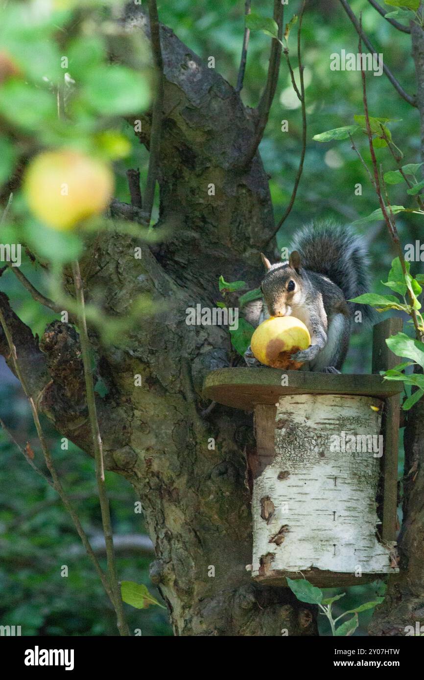 Meteo nel Regno Unito, 1 settembre 2024: Il primo giorno di autunno meteorologico uno scoiattolo siede su una scatola per uccelli e si infila in una mela a cascata in un giardino a Clapham, a sud di Londra. Anna Watson/Alamy Live News Foto Stock