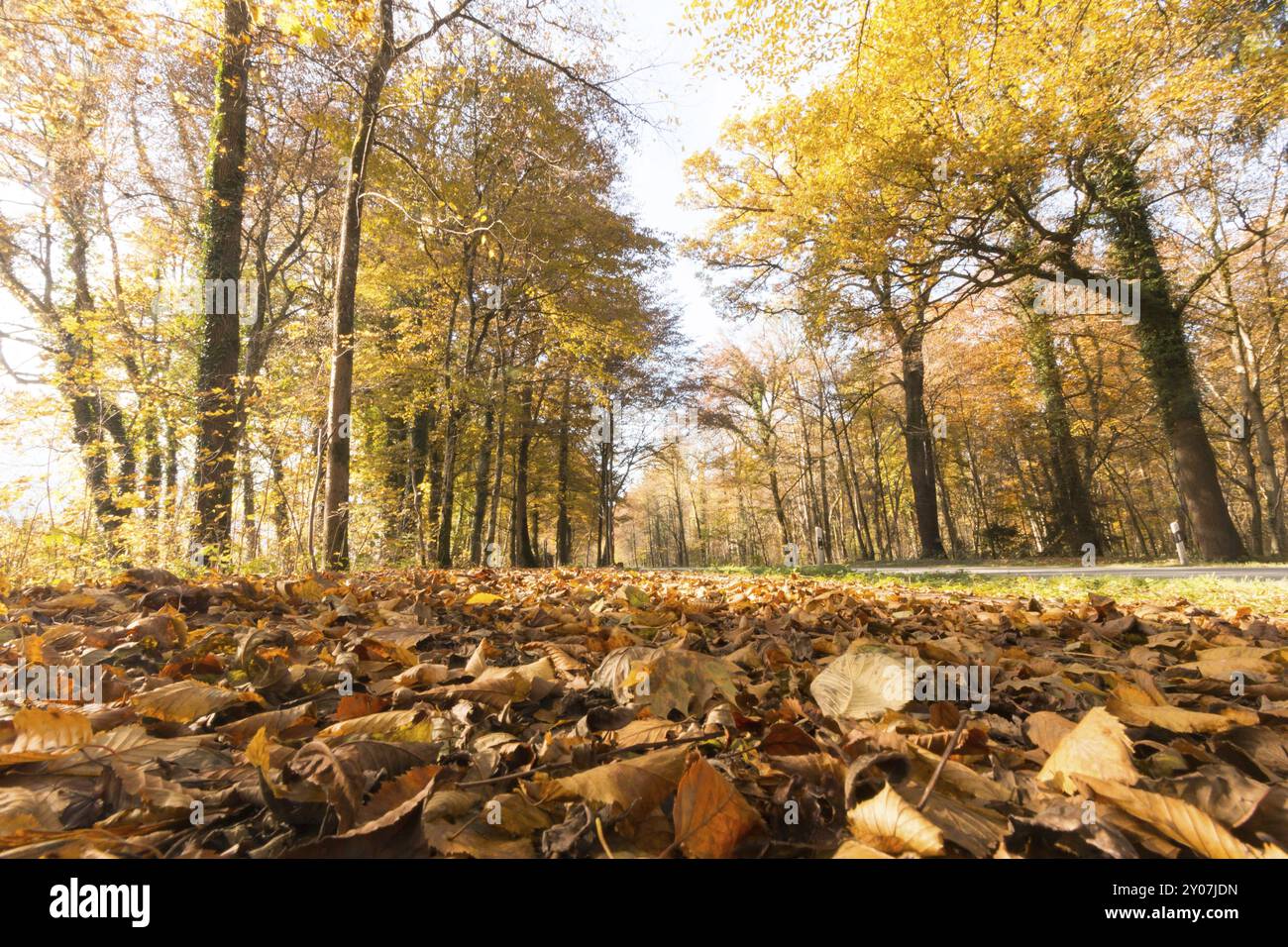 Bellissimo Parco in autunno, luminosa giornata soleggiata con foglie colorate sul pavimento Foto Stock