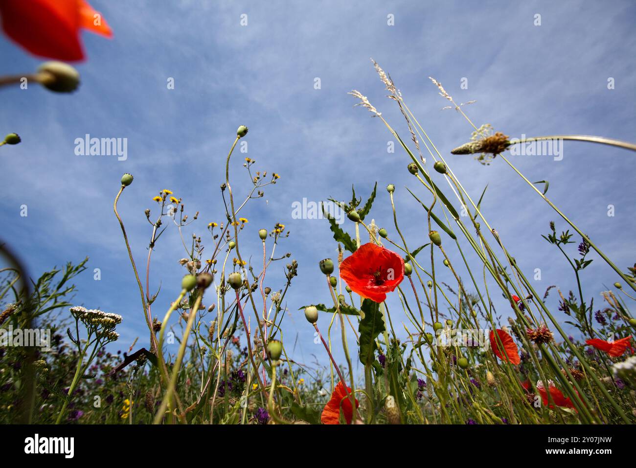 Prato con fiori di papavero (Papaver rhoeas) in estate Foto Stock