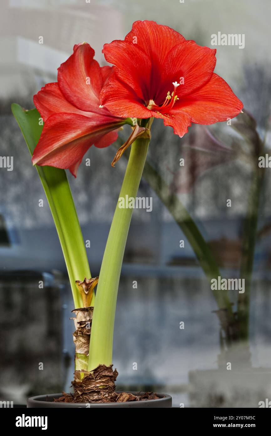 Amaryllis con 2 fiori davanti alla finestra della cucina Foto Stock