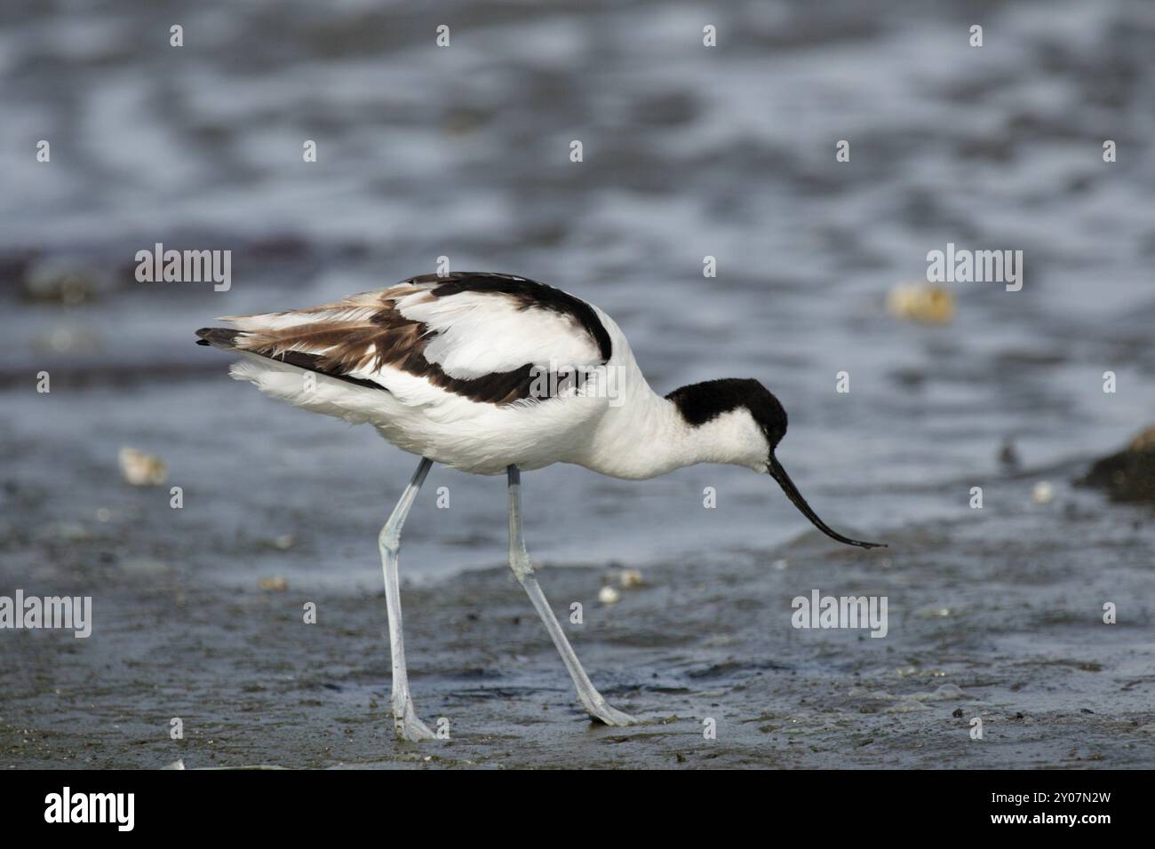 Avoceto con capsula nera (Recurvirostra avosetta), Pied Avocet Foto Stock