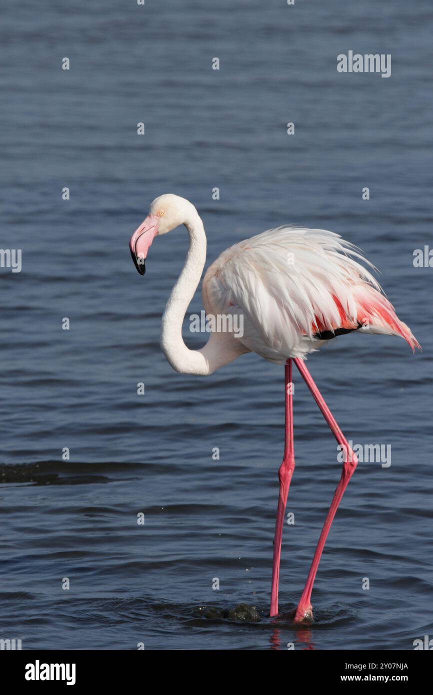 fenicottero rosa (Phoenicopterus ruber), grande fenicottero Foto Stock