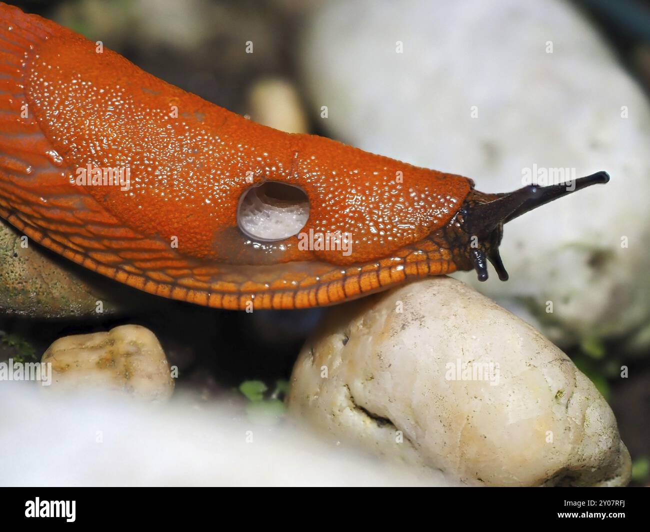 Lumaca rossa (Arion rufus) su pietre, macro, Renania settentrionale-Vestfalia, Germania, Europa Foto Stock