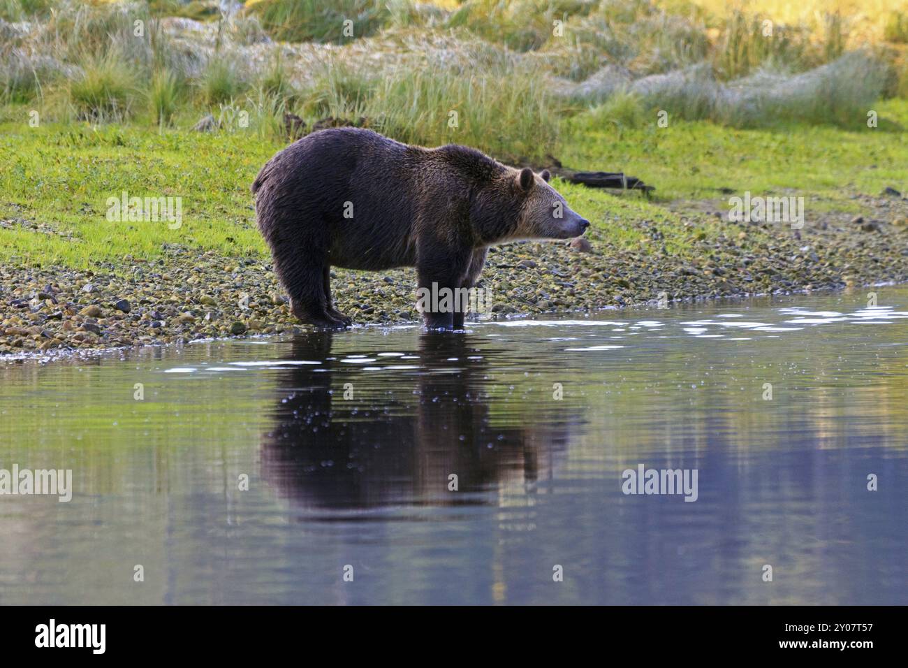 Orso Grizzly a Knight Inlet in Canada Foto Stock