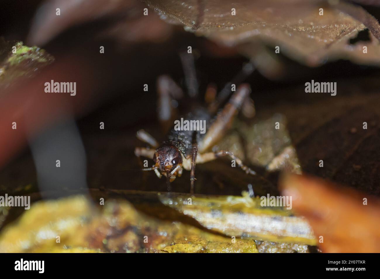 Cricket (Gryllidae) seduto sul pavimento della foresta, di notte nella foresta pluviale tropicale, Refugio Nacional de Vida Silvestre Mixto Bosque Alegre, Alajuela Foto Stock