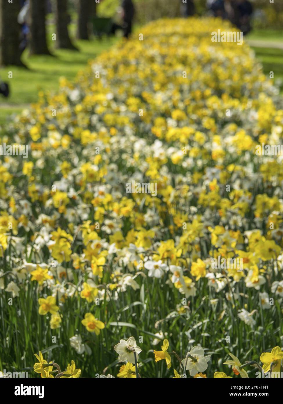 Un mare di narcisi gialli illumina il prato verde inondato dalla luce del sole, Amsterdam, Paesi Bassi Foto Stock