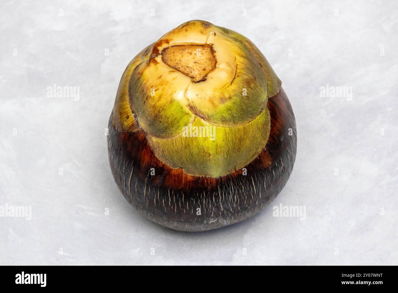 Palma di palmira asiatica matura (Borassus flabellifer) o frutta tal su sfondo bianco. È anche conosciuta come palma tal o tala, palma toddy, palma da zucchero, lontar Foto Stock