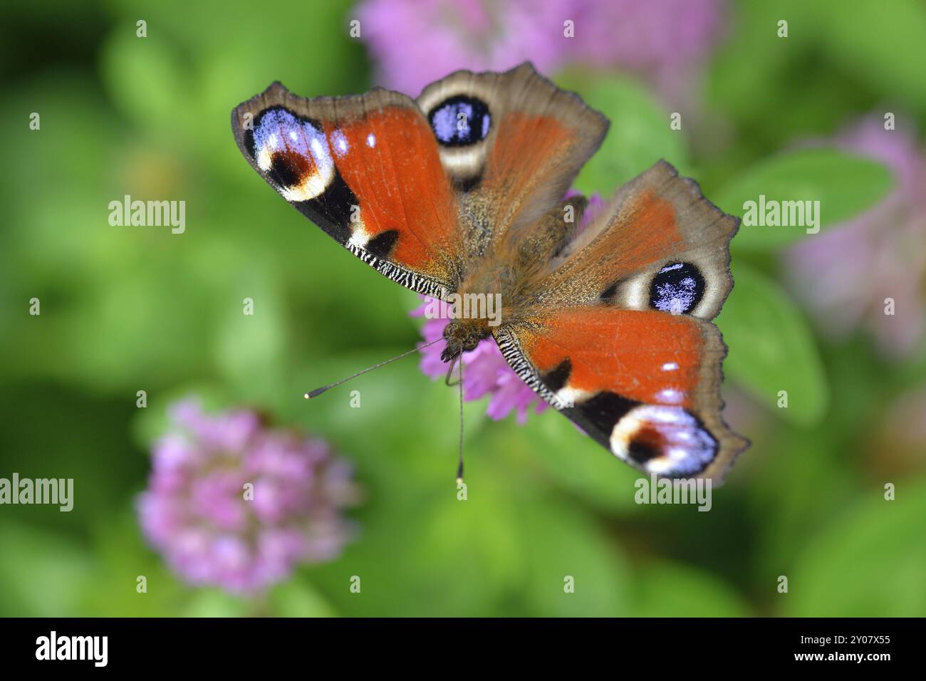 Farfalla di pavone su un fiore, farfalla di pavone su un fiore Foto Stock