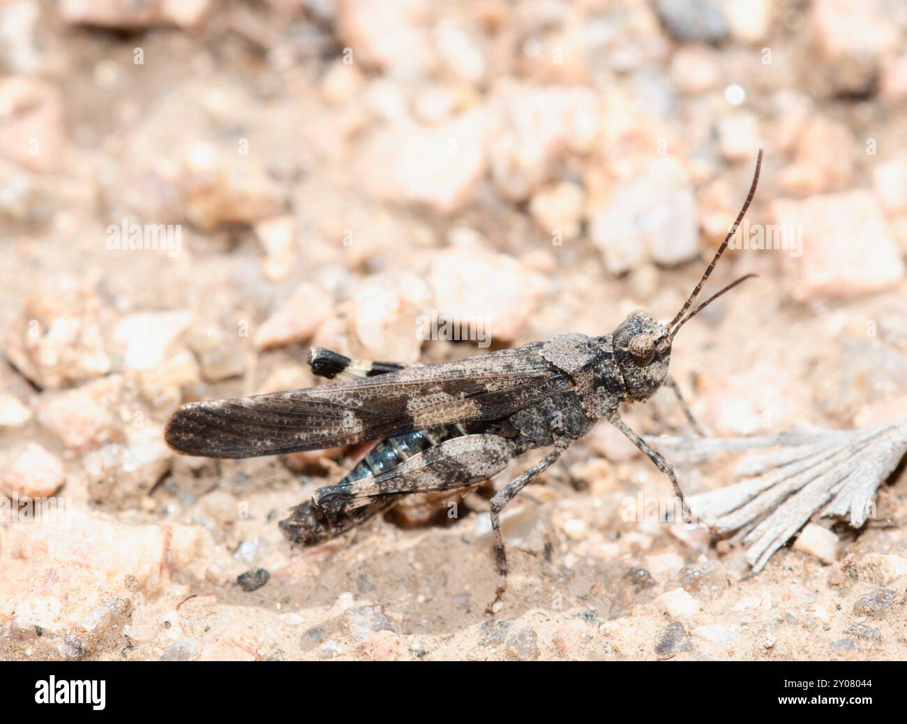 Una cavalletta mascherata Trimerotropis cincta arroccata sul terreno in Wyoming, che si fonde con i suoi dintorni. Foto Stock
