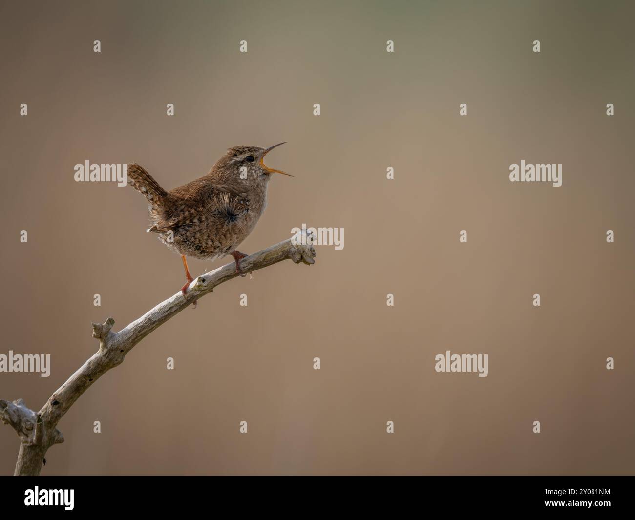 Firma del Regno Unito Wren Bird appollaiato su una filiale Foto Stock