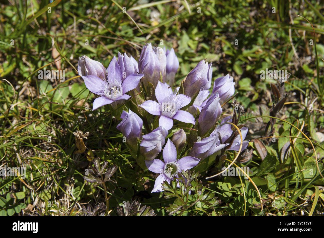 Enzian, Gentiana Foto Stock