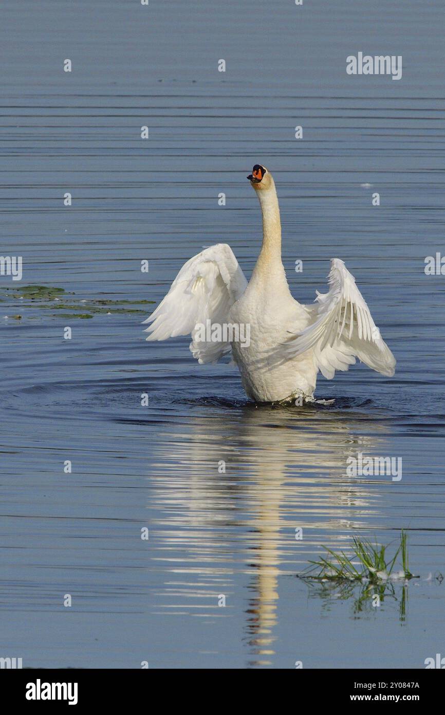 Mute Swan in Territory Battle in primavera, Mute Swan durante la stagione riproduttiva Foto Stock