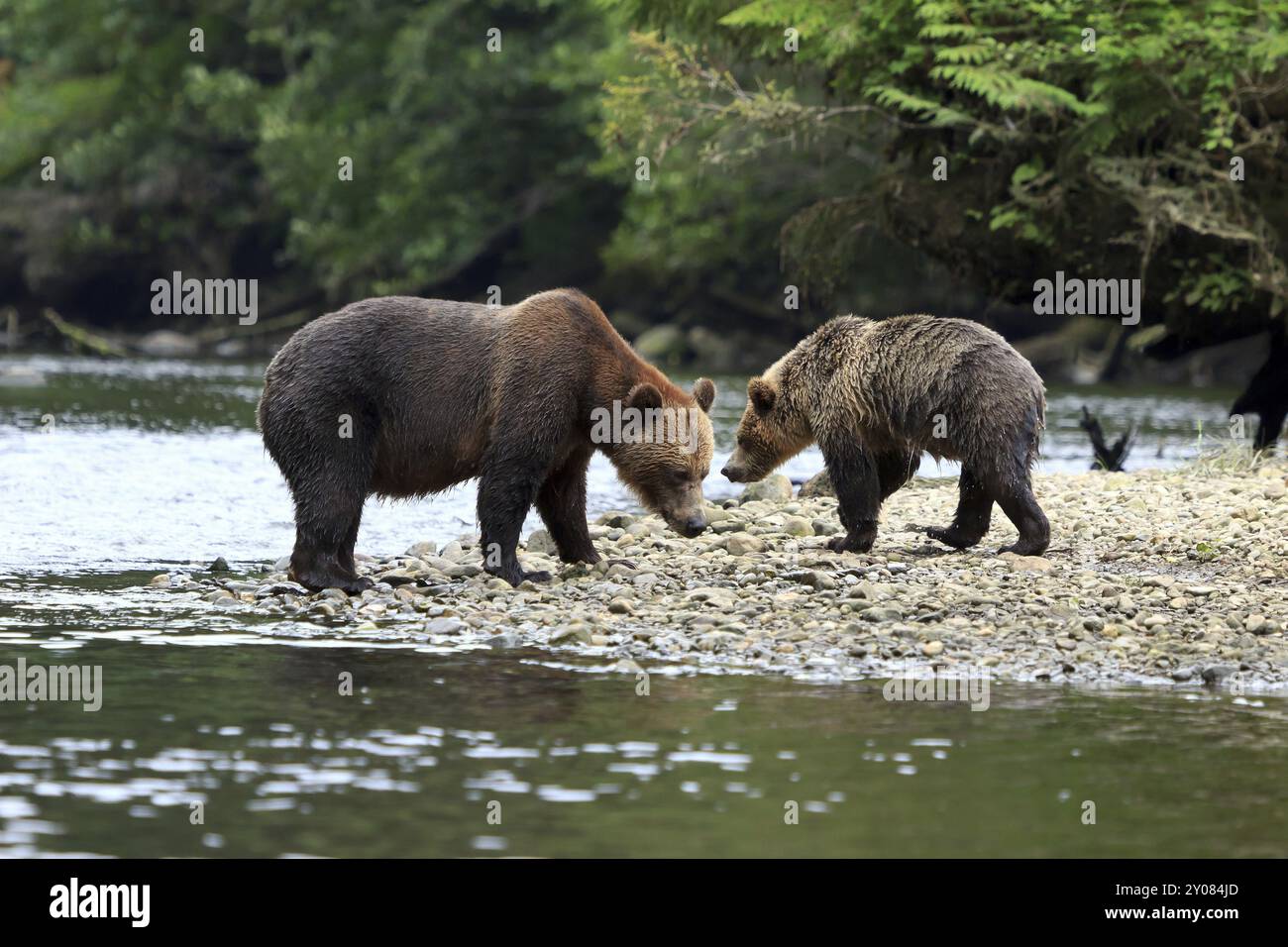 Grizzly Orso in Knight Inlet Foto Stock