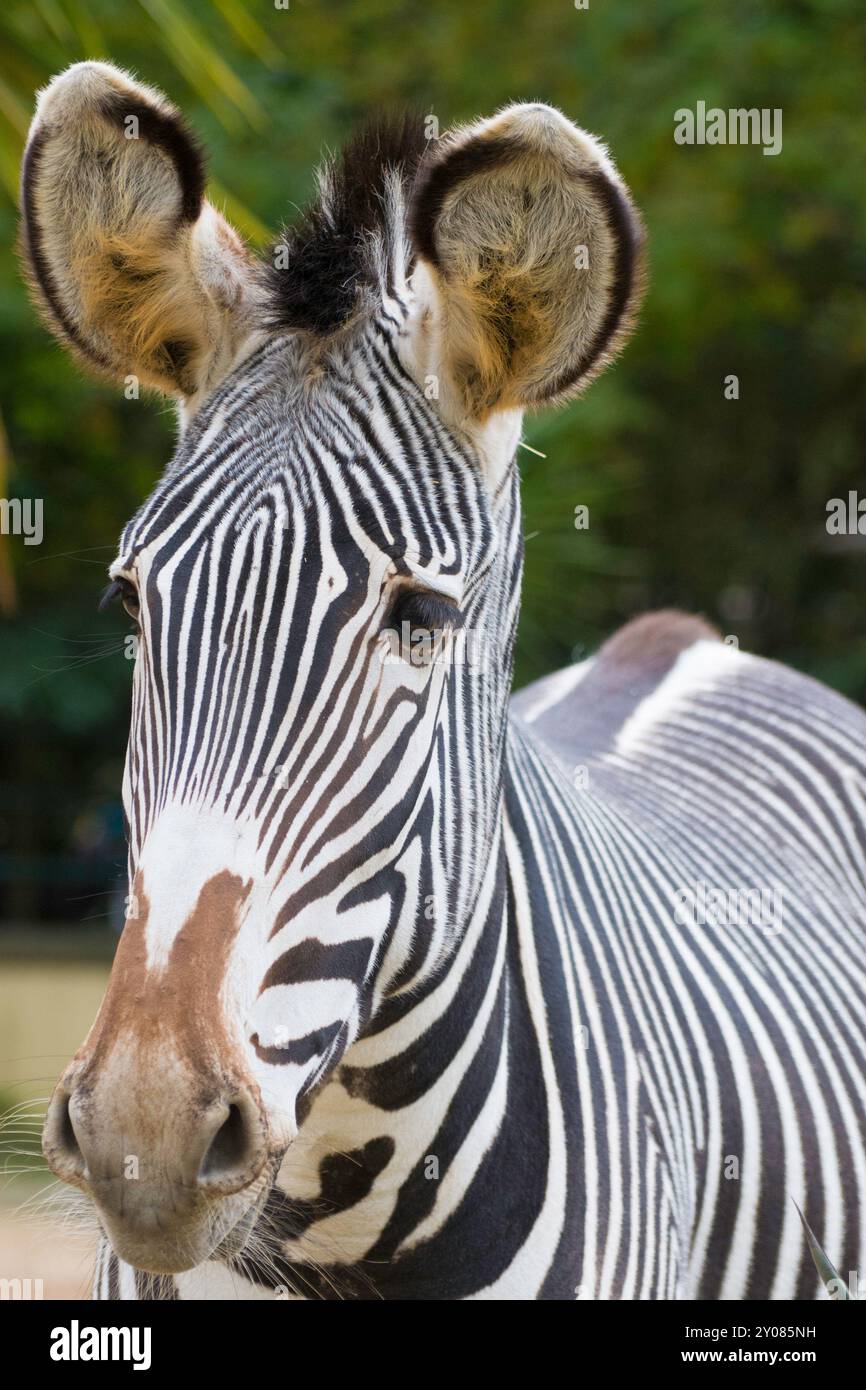 Ritratto di una zebra in uno zoo, primo piano Foto Stock