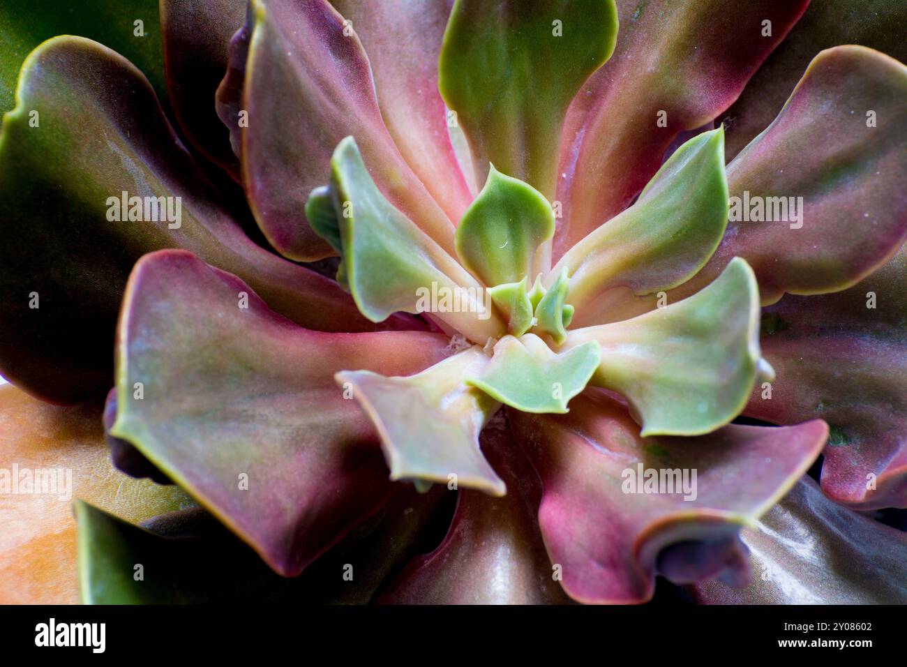 Primo piano di piante succulente. Echeveria. Foto Stock