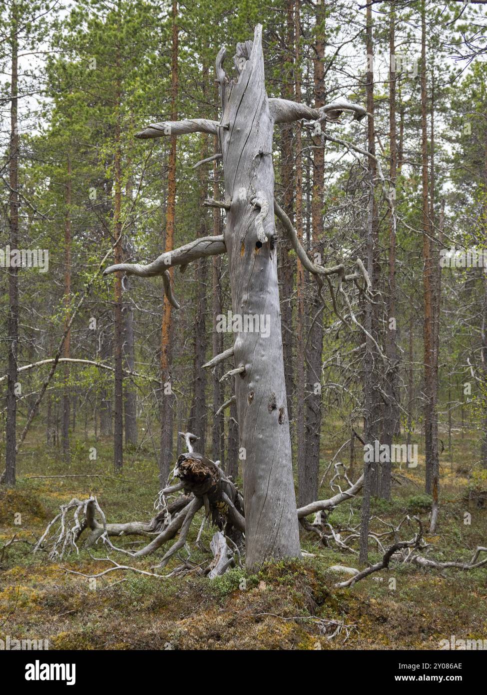 Pino (Pinus sylvestris), antico stelo decaduto, con fori per picchi, luogo ideale per nidificare anche i gufi di Falco, maggio, Lapponia finlandese Foto Stock