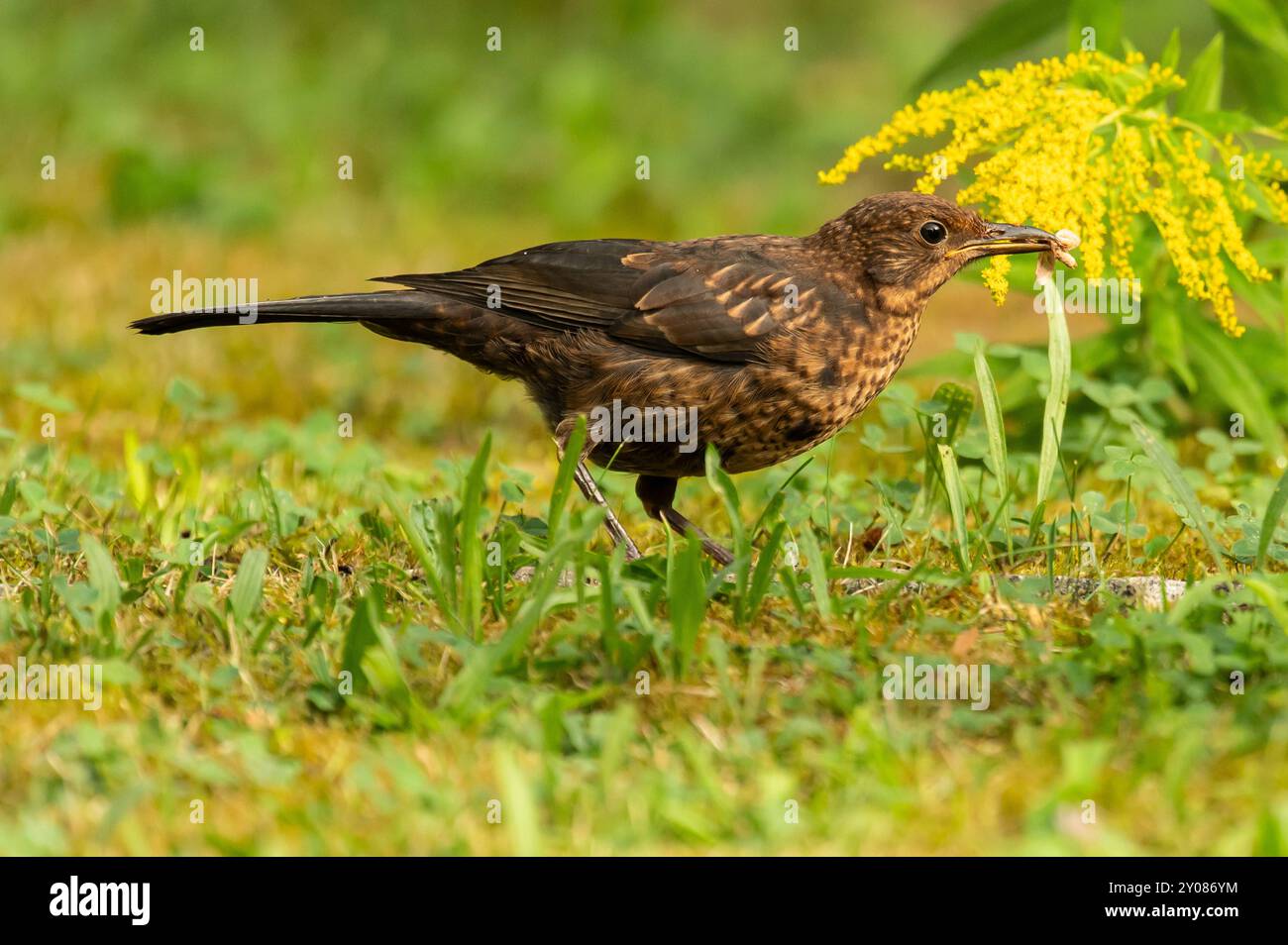 Eine Amsel fängt nach einem Regenschauer in einem Garten ein vacter. Rottweil Baden-Württemberg Deutschland *** Un uccello nero cattura una farfalla in un giardino dopo una doccia a pioggia Rottweil Baden Württemberg Germania Foto Stock