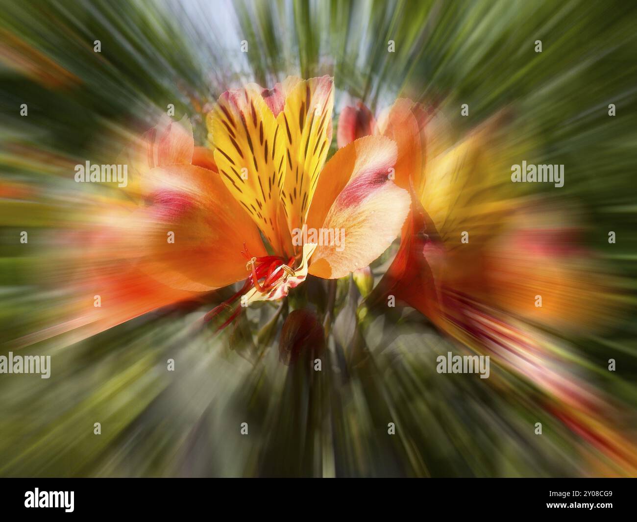 Giglio peruviano, giglio peruviano (Alstroemeria aurea, effetto zoom Foto Stock