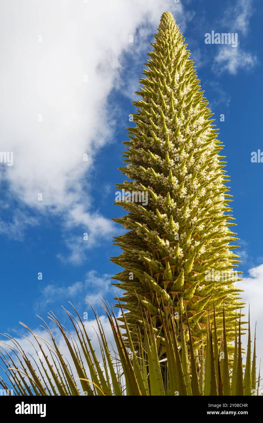 Puya Raimondii piante in alto nelle Ande peruviane, Sud America. Foto Stock