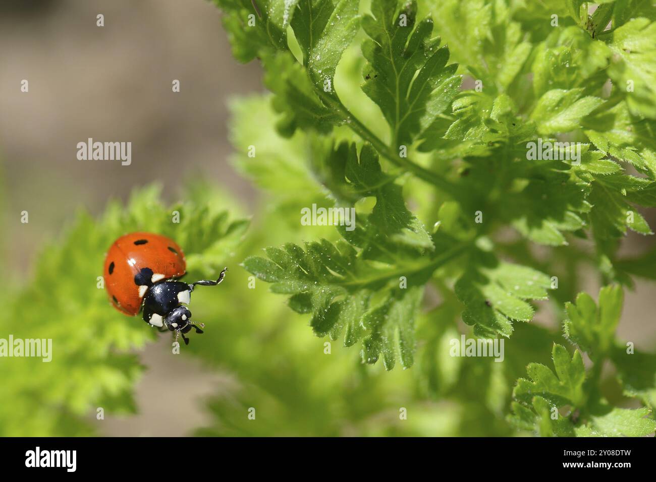 Coccinellidae su una foglia. Ladybird su una foglia Foto Stock