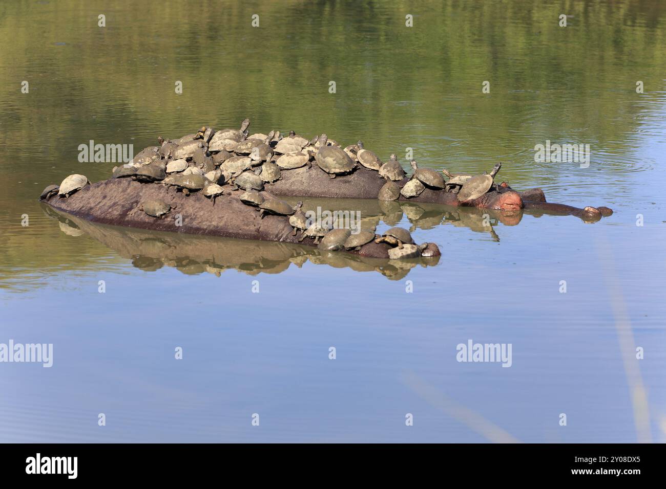 Ippopotami su cui le tartarughe prendono il sole Foto Stock