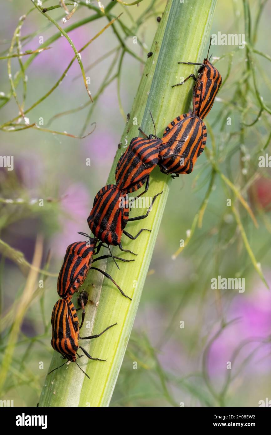 Stripe bug che sale in alto su uno stelo di aneto, su uno sfondo verde Foto Stock