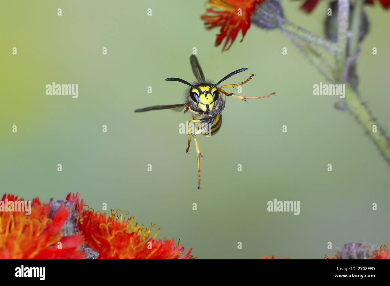 Vespa comune (Vespula vulgaris), vespa in volo, su fiori di alghe arancioni (Hieracium aurantiacum), foto della natura ad alta velocità, foto di volo, wildlif Foto Stock