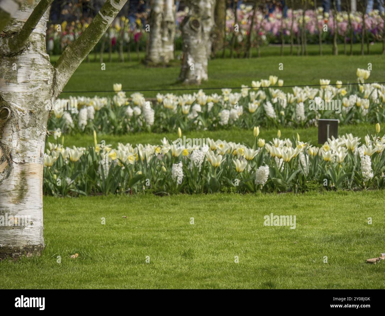 Prato verde con tulipani e narcisi del poeta Daffodil, albero in primo piano, Amsterdam, Paesi Bassi Foto Stock