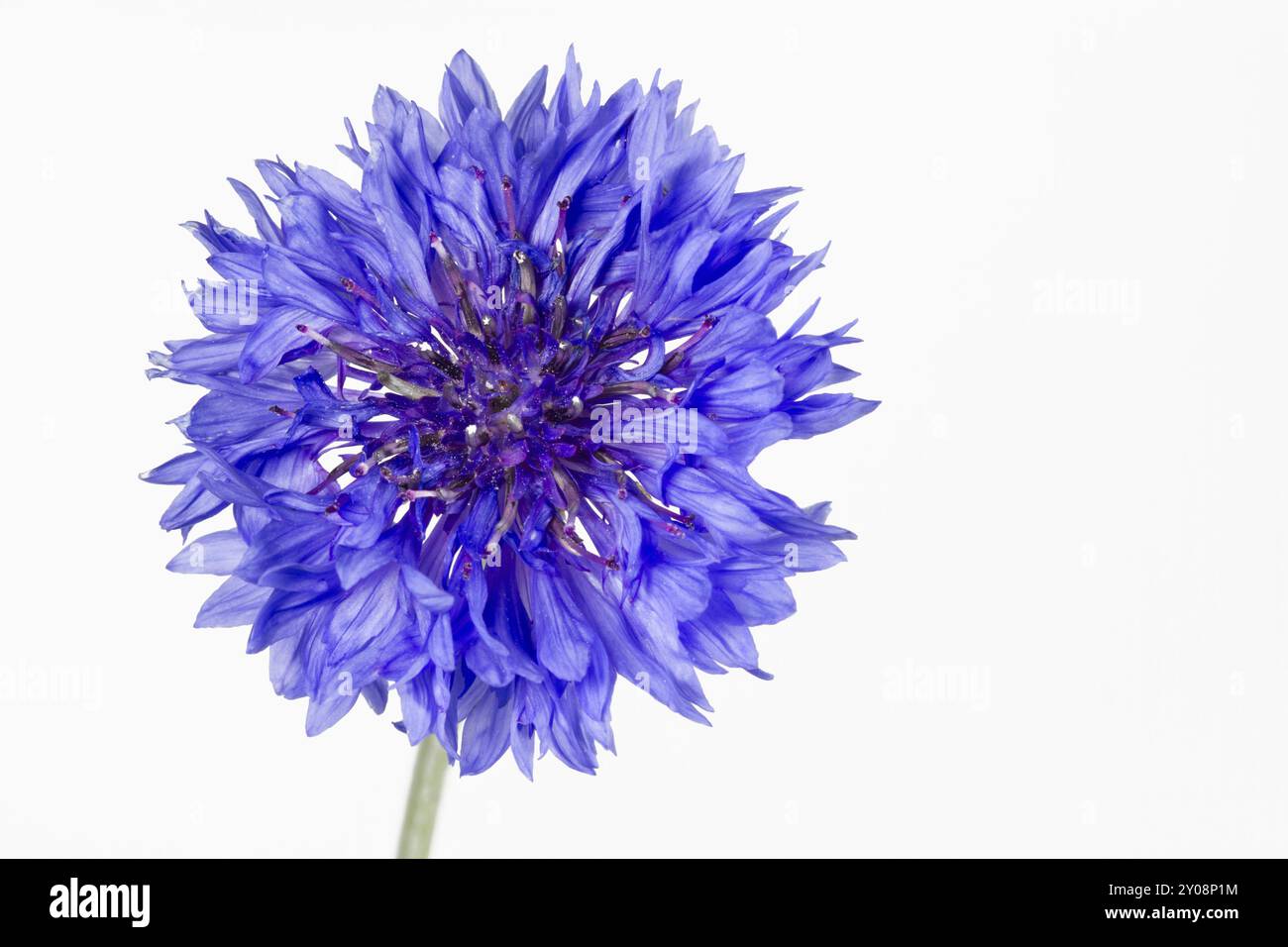 Fiordaliso in fiore (Centaurea cyanus), isolato Foto Stock