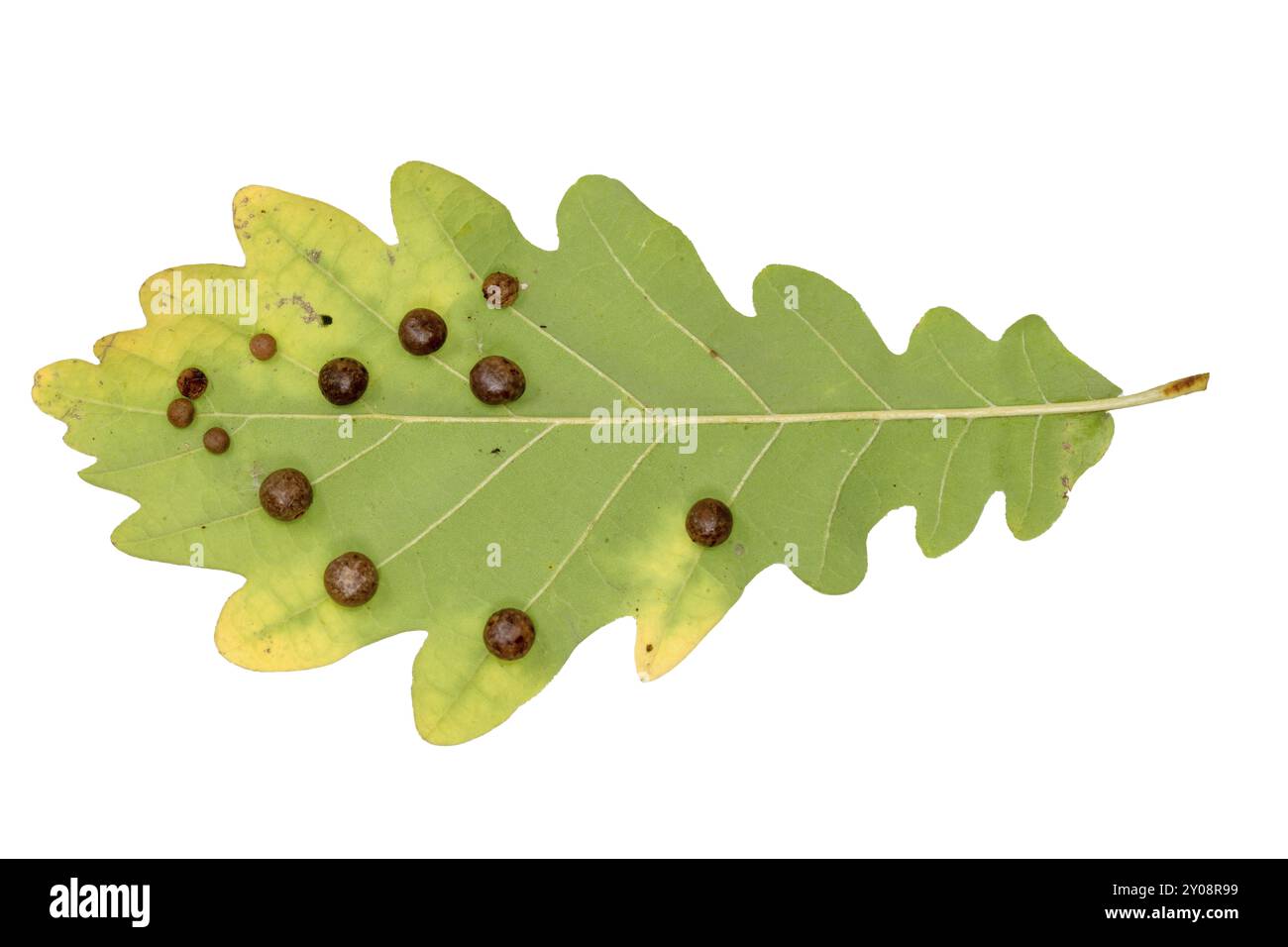 Primo piano di una foglia di quercia con pochette di vespe cinipidi ritagliate su bianco Foto Stock