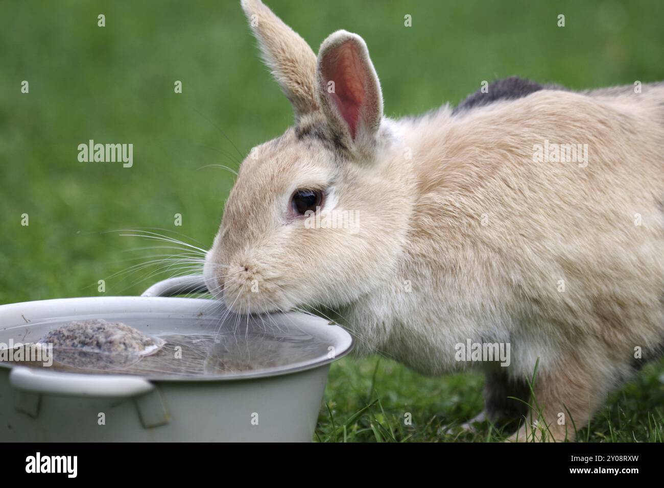 Coniglio (Oryctolagus cuniculus domestica), animale domestico, ciotola d'acqua, giardino, sete, carino, ritratto di un coniglio domestico che guarda nella ciotola d'acqua Foto Stock