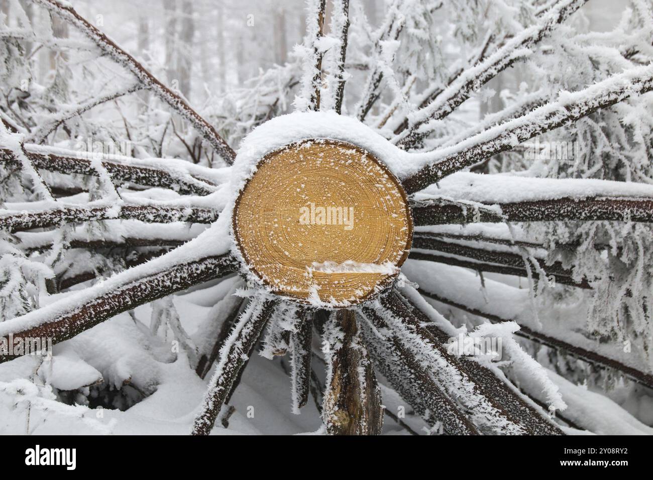 Albero abbattuto in inverno, monti Harz, Sassonia-Anhalt, Germania, Europa Foto Stock