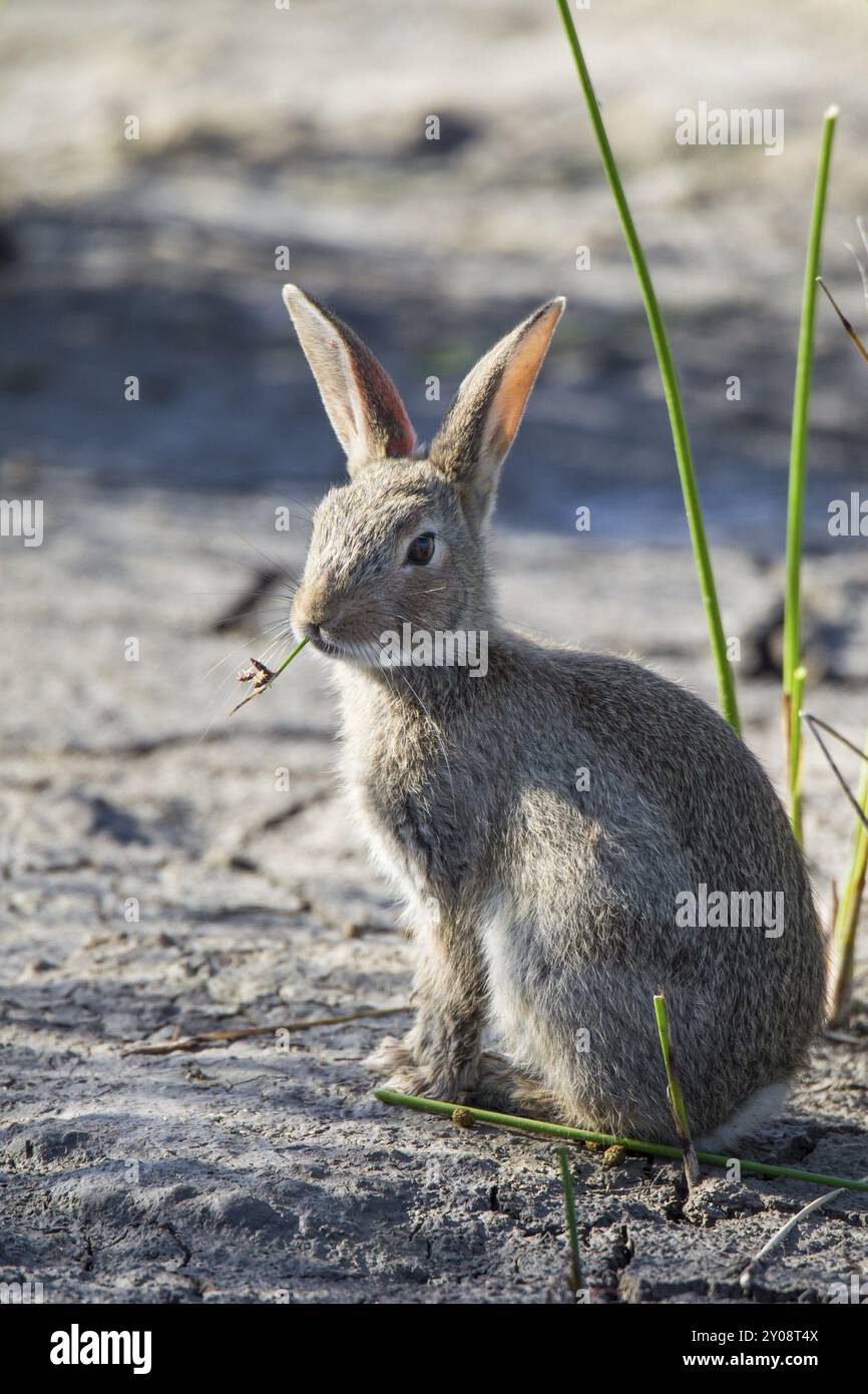 Coniglio selvatico, Oryctolagus cuniculus Foto Stock