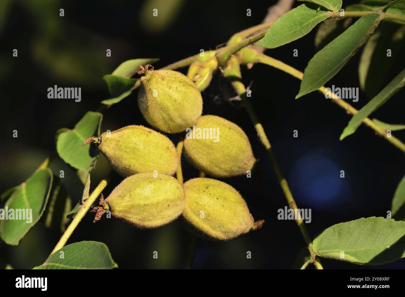 Frutti di un albero di noce close up Foto Stock