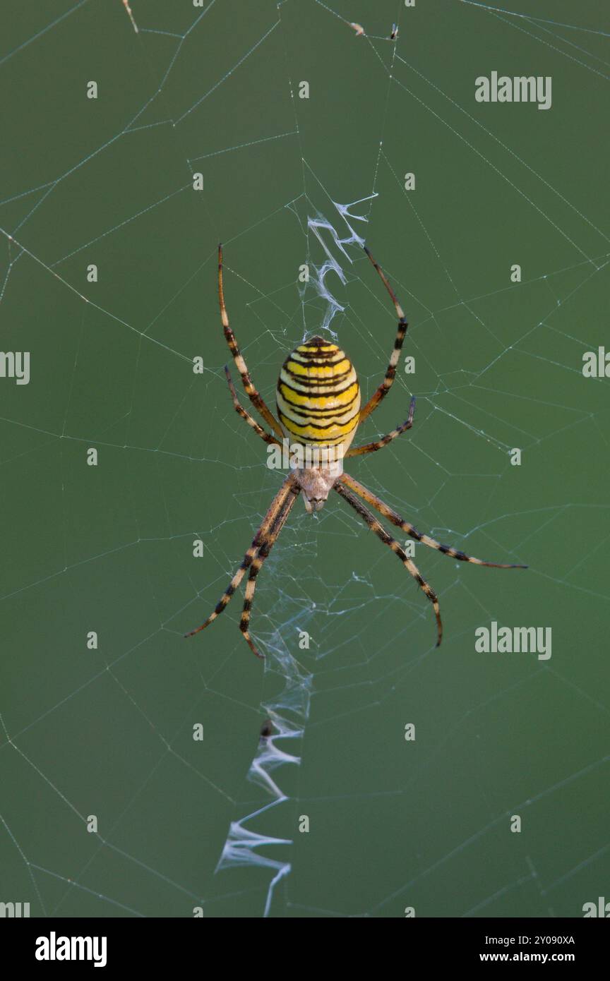 Il ragno nero e giallo Argiope bruennichi, detto ragno di vespa, sulla sua ragnatela. Natura della repubblica Ceca. Foto Stock