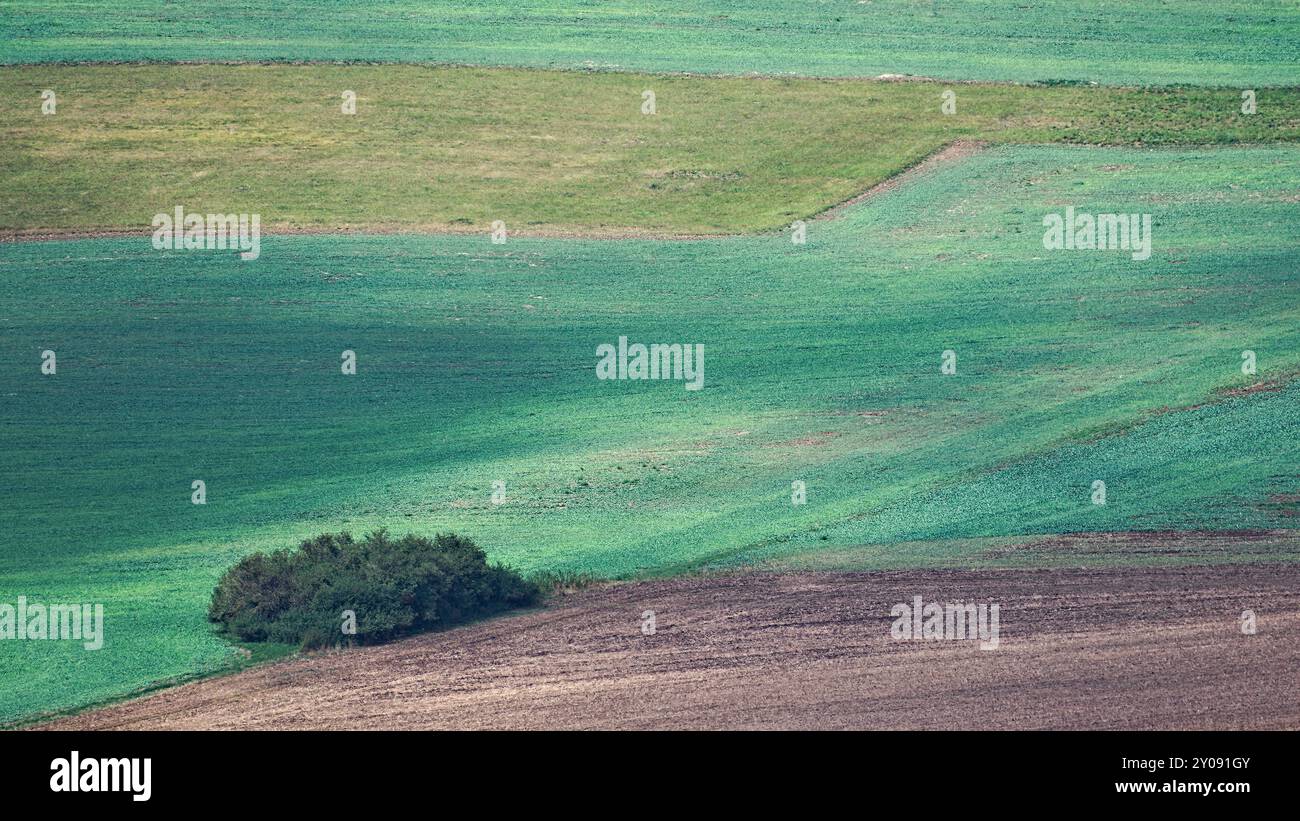 Albero solitario nel campo. Fotografia paesaggistica in agricoltura minimalista. Foto Stock
