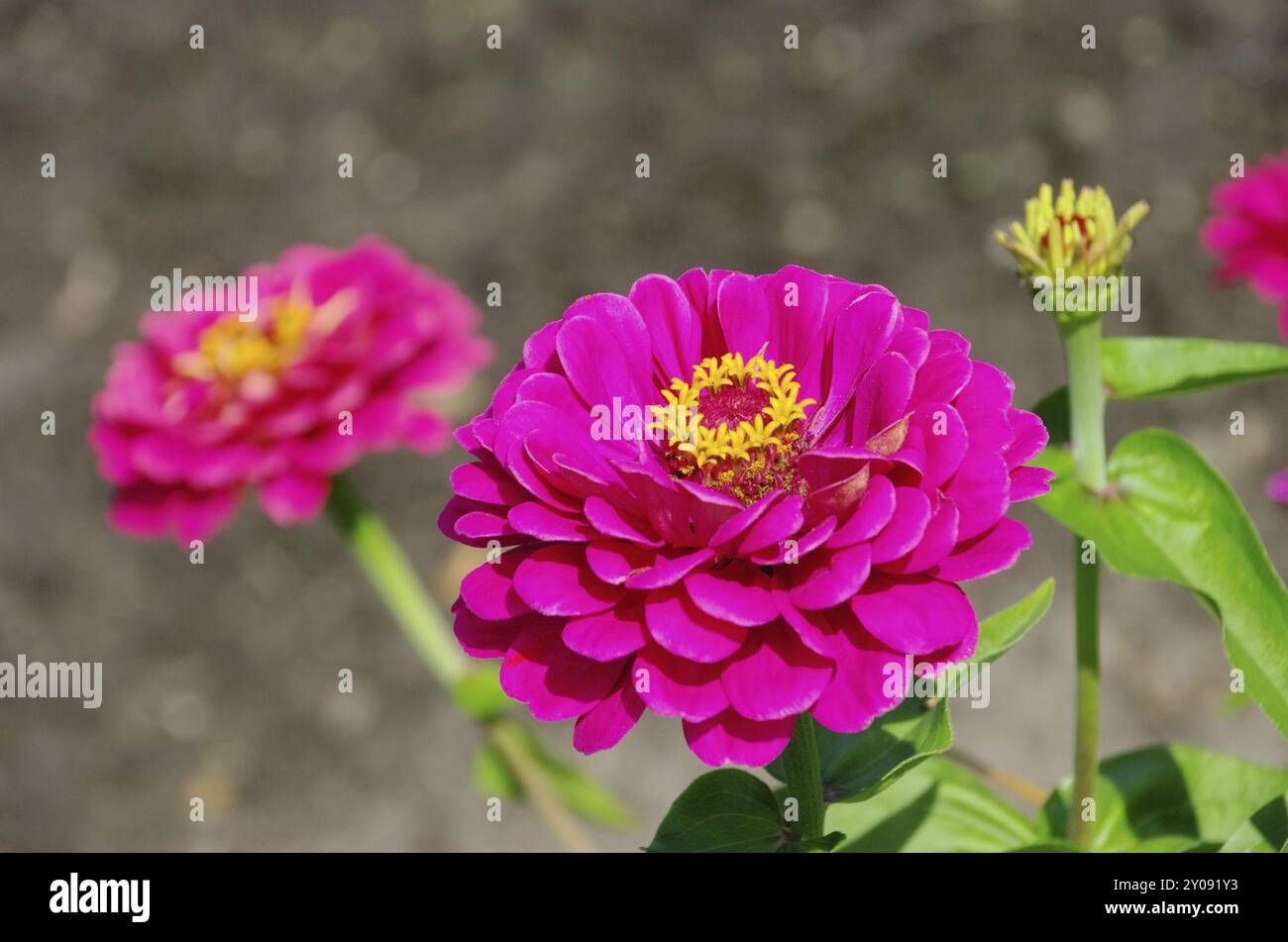 Zinnia, Zinnia 06 Foto Stock