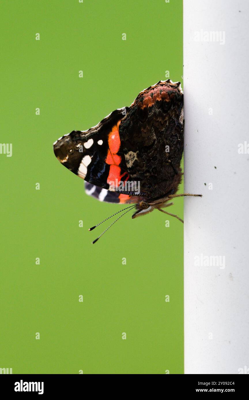 Lepidoptera Vanessa atalanta, alias farfalla ammiraglio rosso arroccata sul palo. Estate. Isolato su sfondo verde. Foto Stock