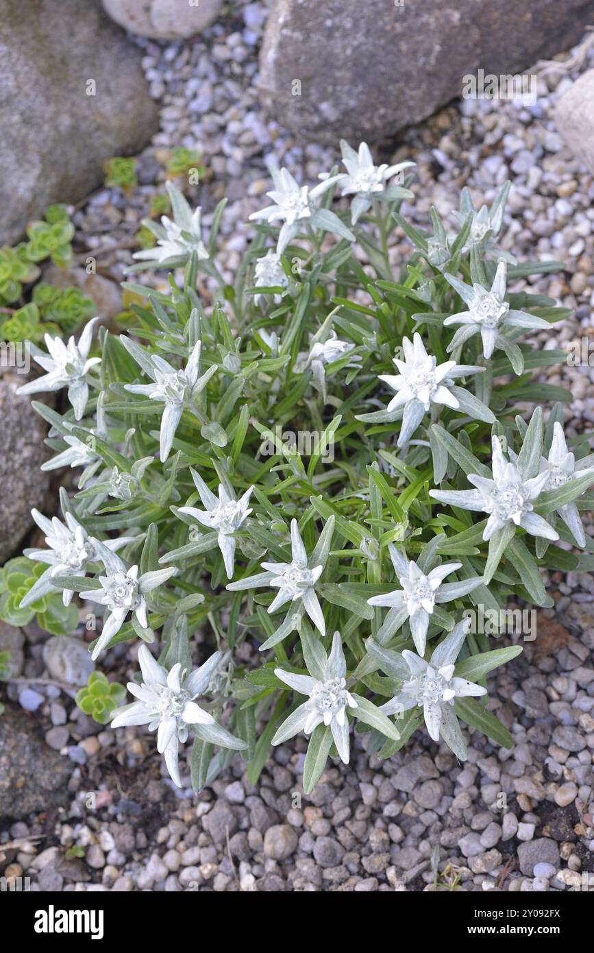 Fiori da un Leontopodio. Fiori della stella alpina Foto Stock