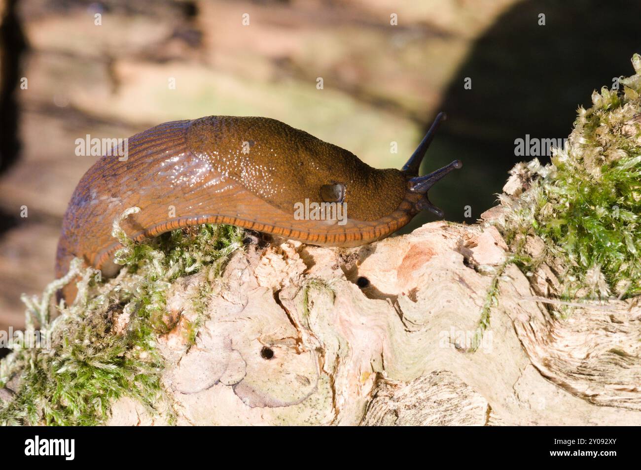 Arion Vulgaris alias Spanish Slug. L'animale più invadente d'Europa e il più grande nemico di ogni giardiniere. Natura della repubblica Ceca. Foto Stock
