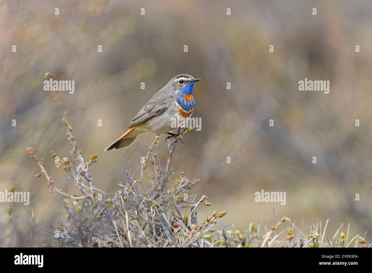 Un bluethroat maschile (Luscinia svecica) arroccato in arbusti nelle montagne dell'Altai. Foto Stock