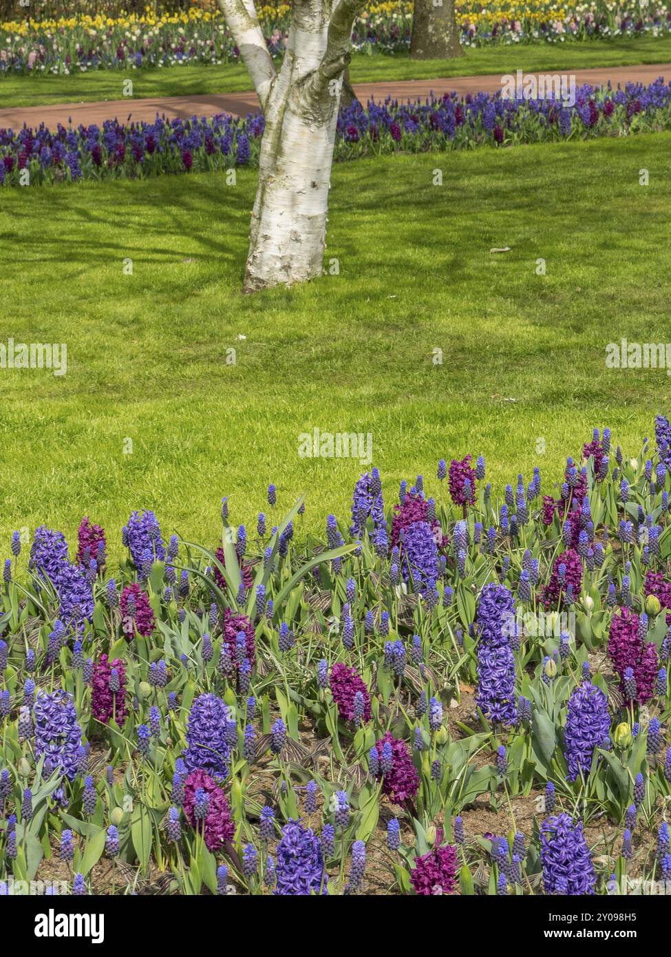 Un vasto campo di fiori pieno di giacinti viola e blu si estende in un parco, sullo sfondo si erge un albero, Amsterdam, Paesi Bassi Foto Stock