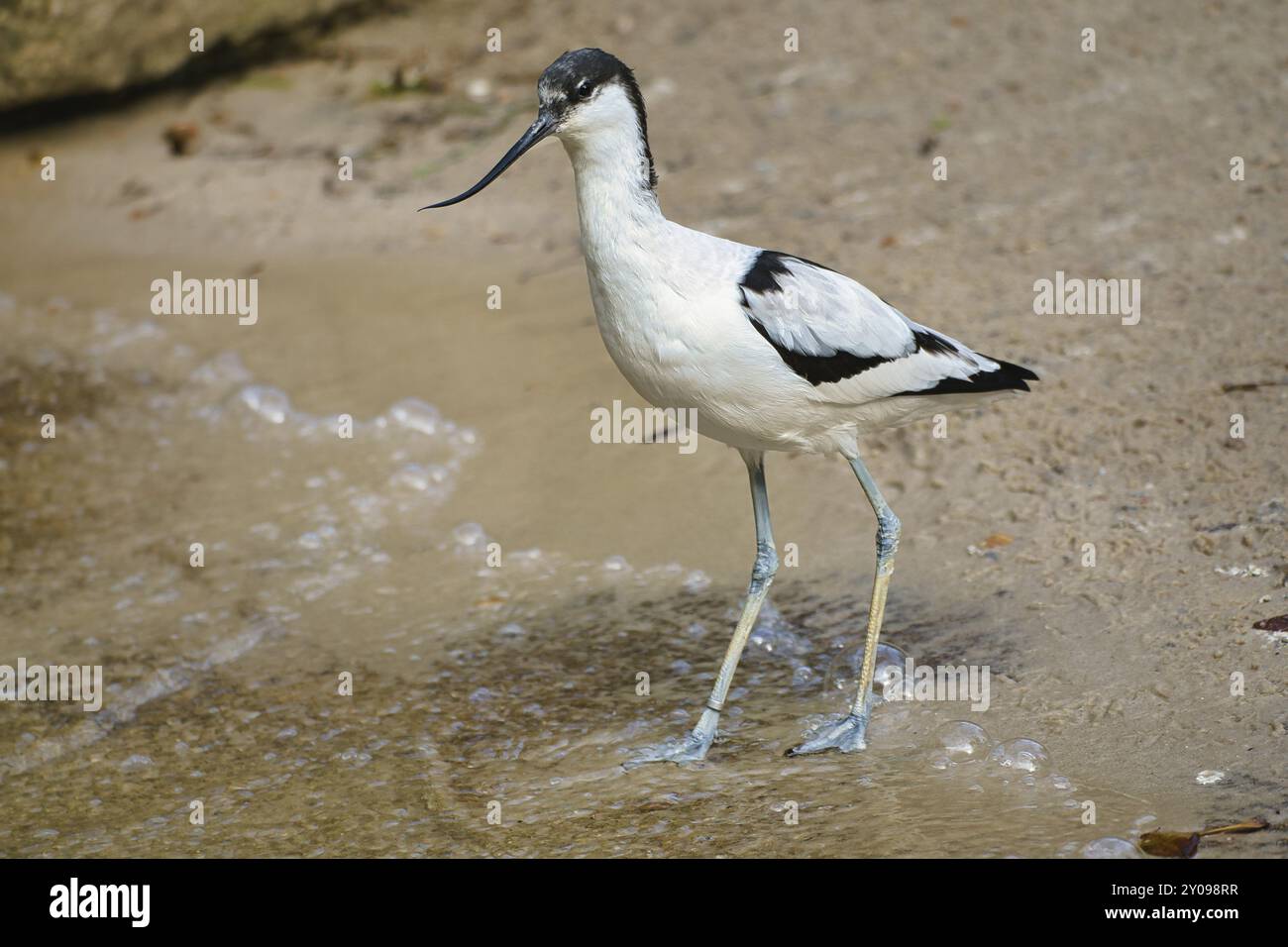 Sandpiper isolato sulla spiaggia del Mar Baltico vicino a Zingst. I piperi (Calidris) sono un genere all'interno della famiglia degli uccelli cecchini Foto Stock