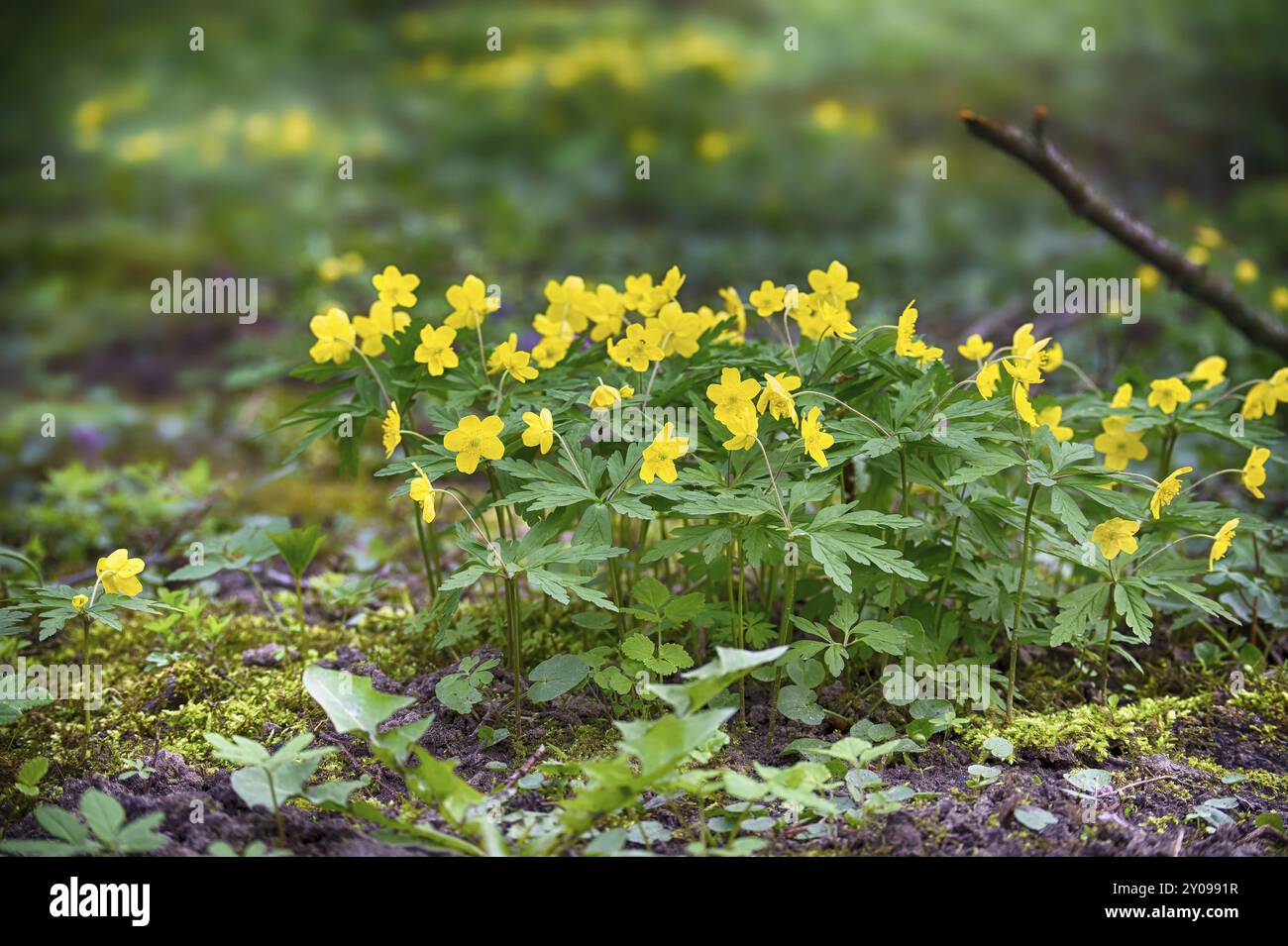 Gruppo di fiori di palude gialle che crescono in un ambiente forestale. Questi fiori comunemente chiamati Caltha palustris, cowslip, king cup o palude cup Foto Stock