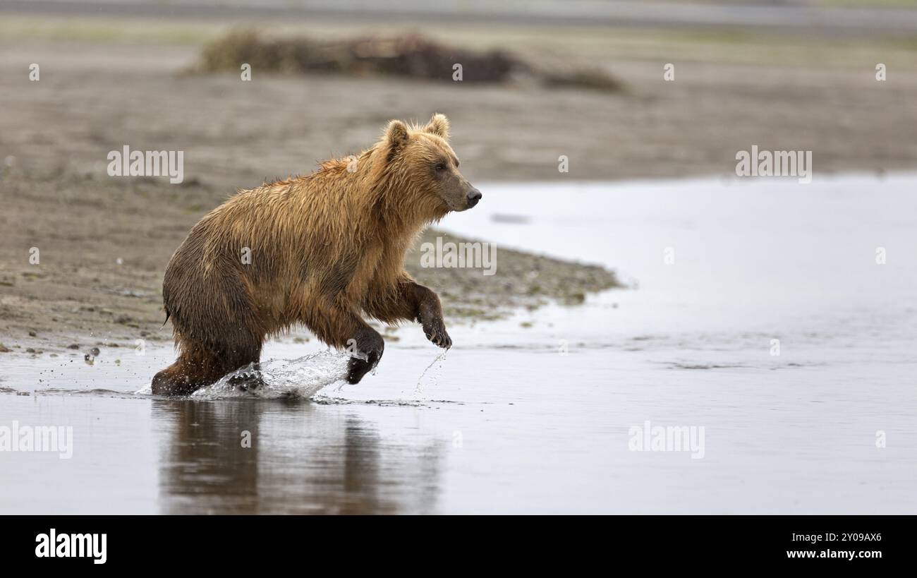 Orso Grizzly che cattura il salmone nel fiume Douglas in Alaska Foto Stock