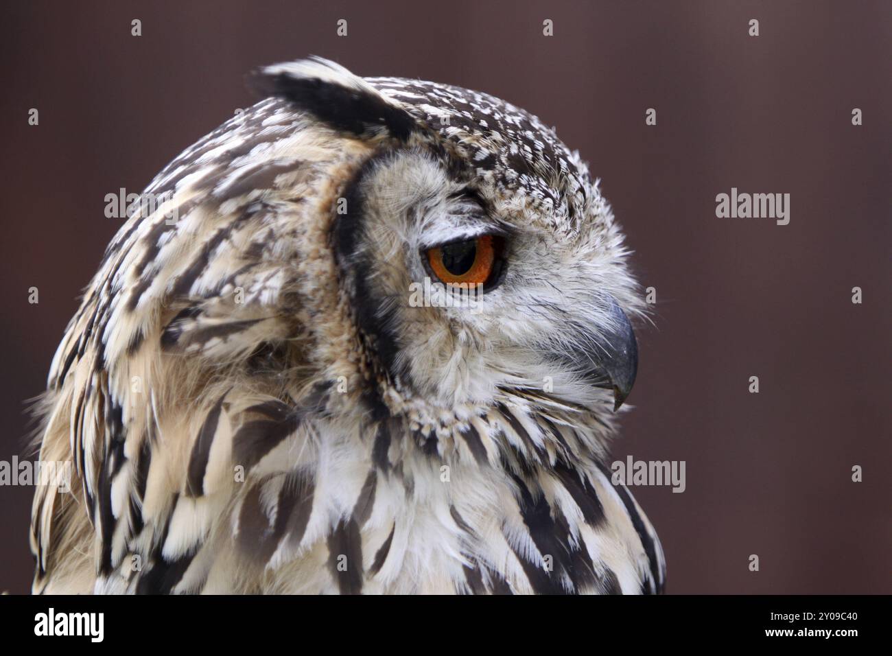 Il Bengala Gufo reale Foto Stock