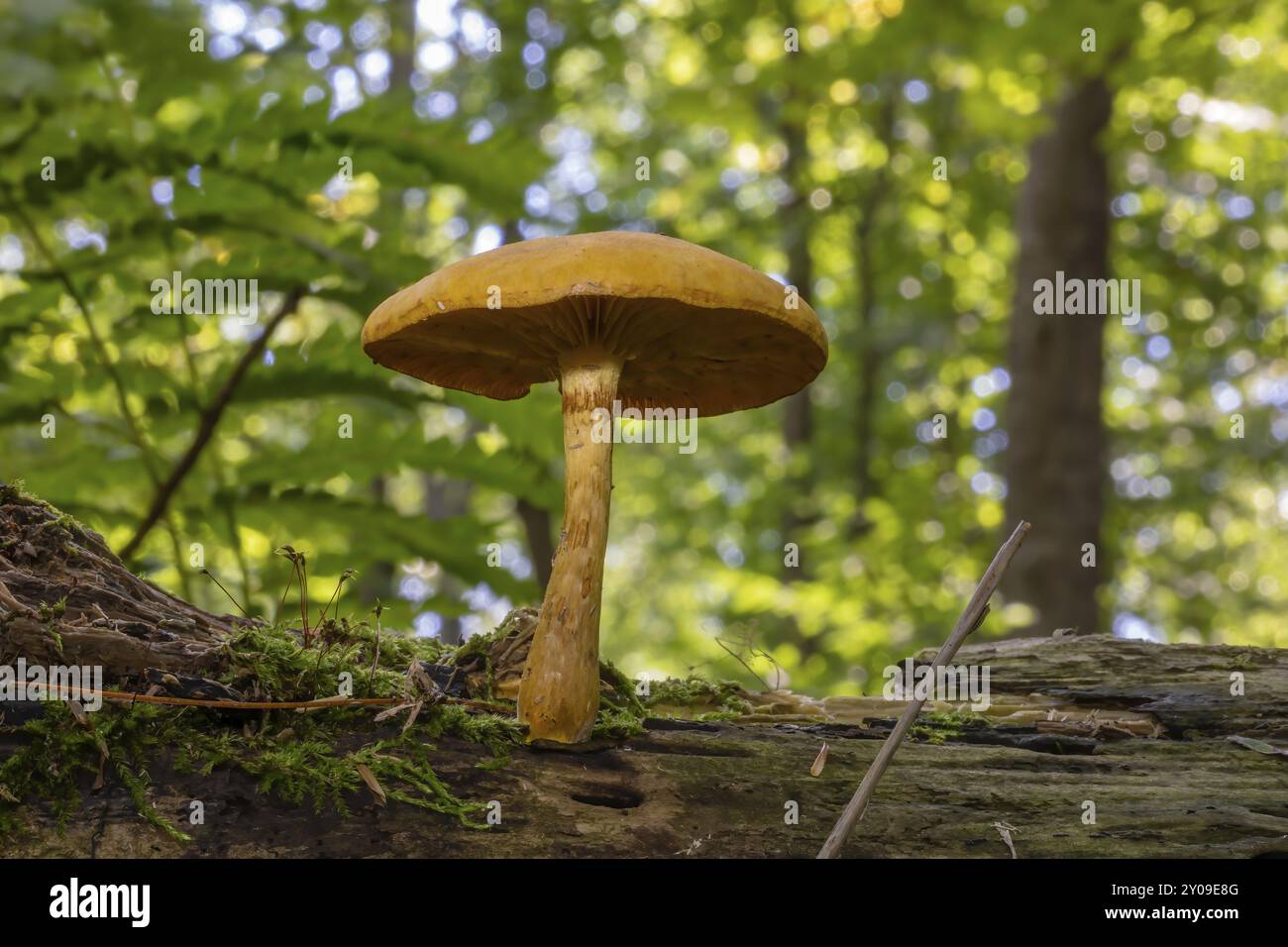 Autunno legno-distruggendo funghi che crescono su vecchi tronchi e ceppi Foto Stock