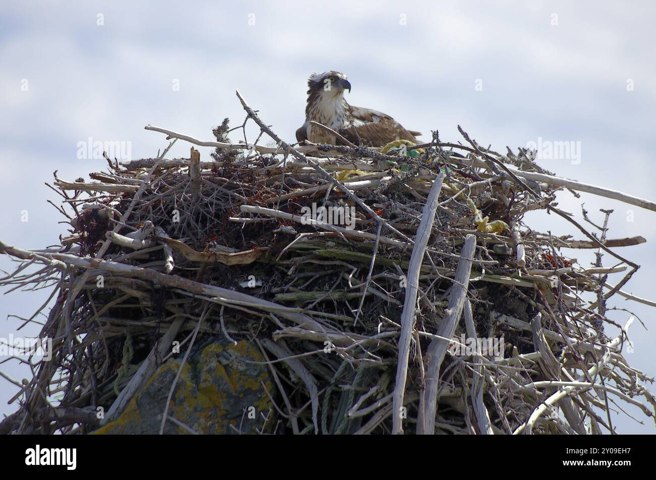 Osprey occidentale (Pandion haliaetus) seduto sul suo nido, costruito su rocce Osprey, seduto sul nido, costruito su rocce Foto Stock