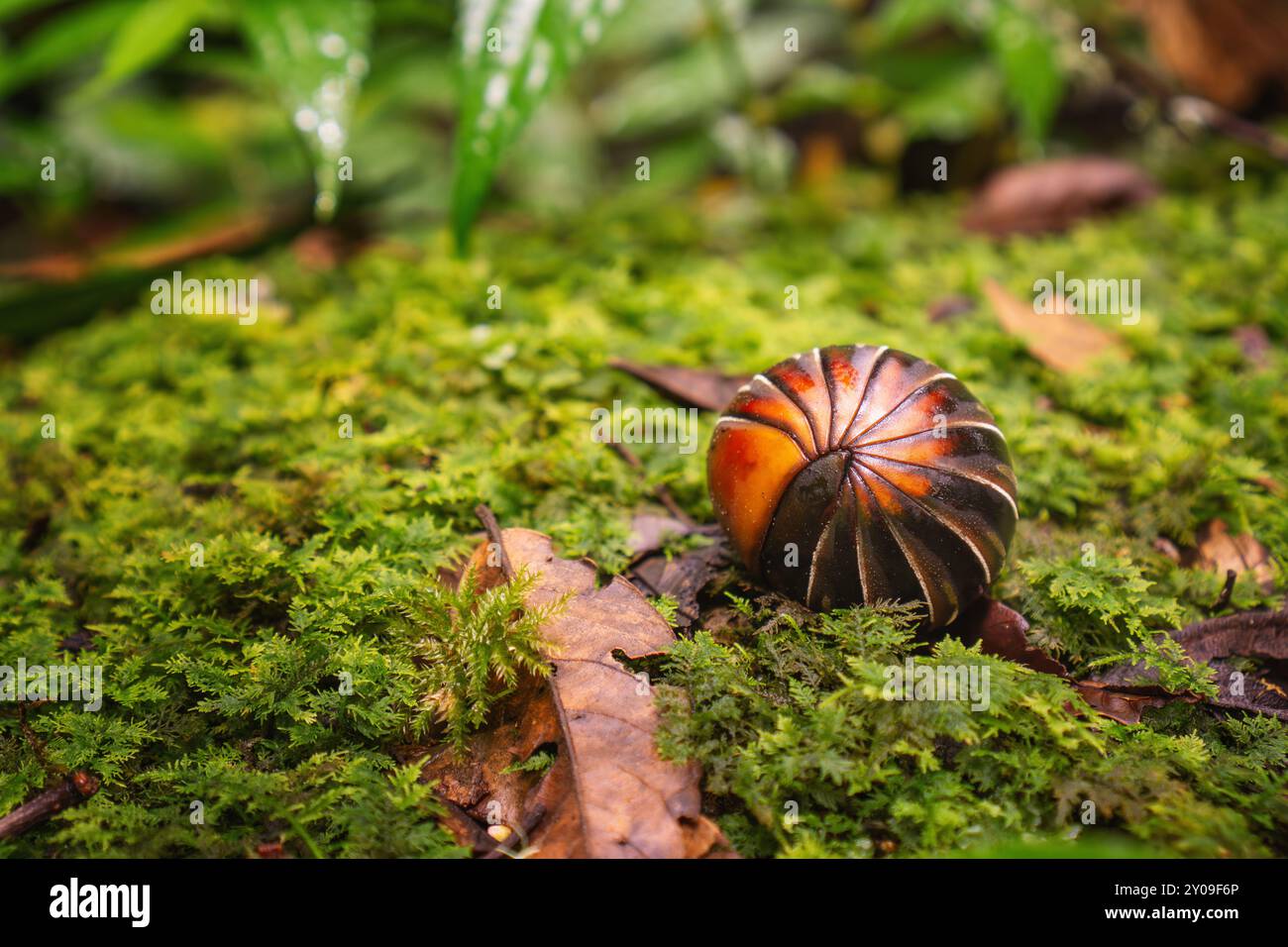Foto ravvicinata di una pillola millipede in posizione difensiva sul pavimento della foresta muschiata. Foto Stock