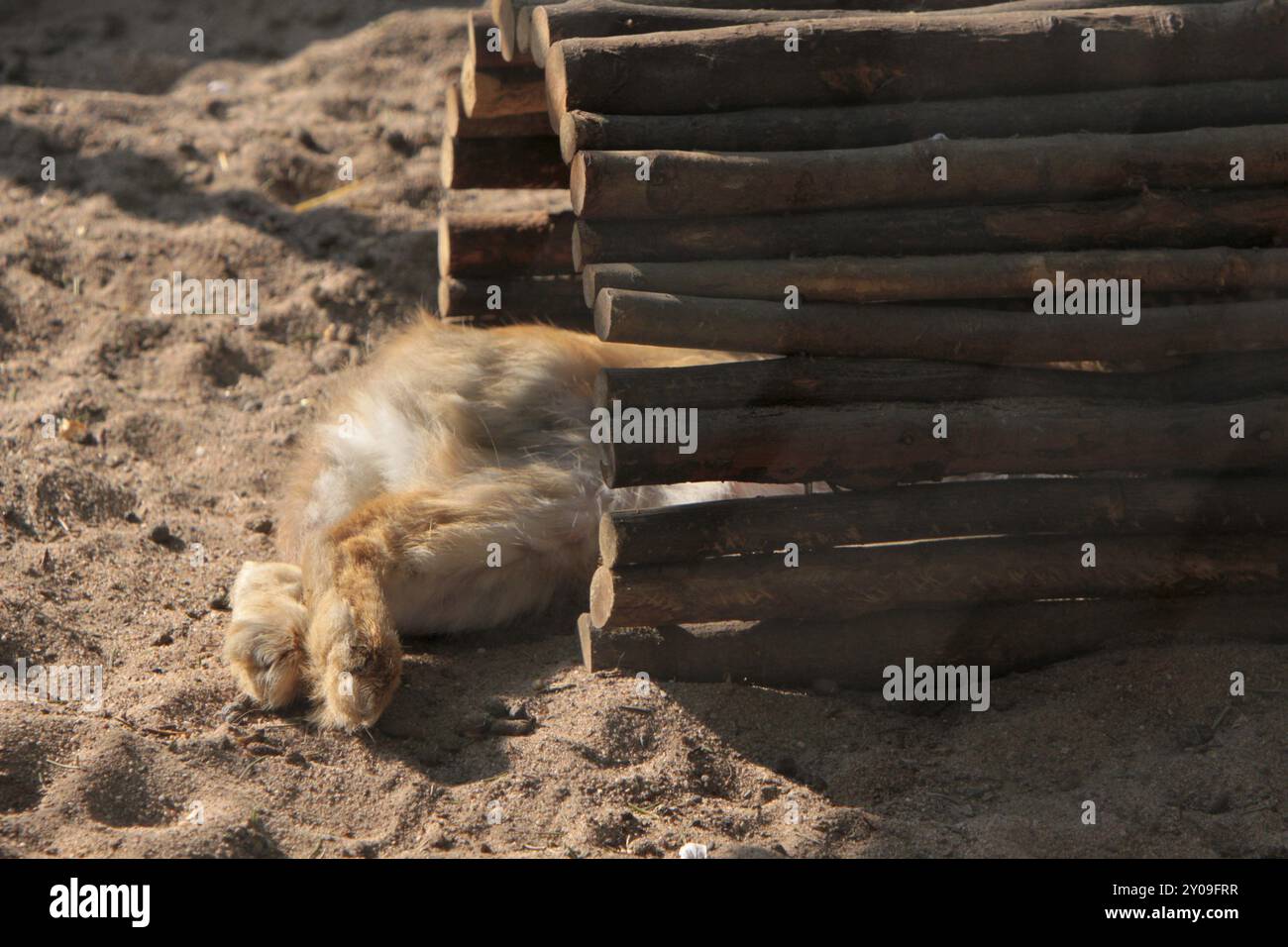 Nascondiglio per conigli Foto Stock